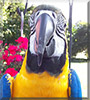 Lucy the Blue & Gold Macaw