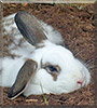 Thumper the Rabbit