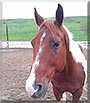 Doc the Paint Quarter Horse