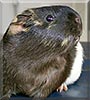 Bumble the Flat Haired Guinea Pig