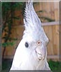 Stormagedon the Pearl Cockatiel