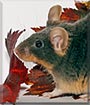 Hyla the Mouse