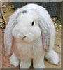 Cookie the Giant French Lop Rabbit