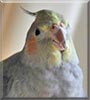 Priscilla the Grey Cockatiel