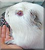 Sugar the Guinea Pig