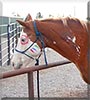 Chief the Paint Horse