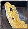 Kodo the Leopard Gecko
