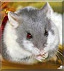 Charlotte the Dwarf Hamster