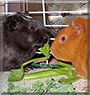 Tom, Jerry the Guinea Pig