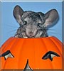 Plume the Chinchilla