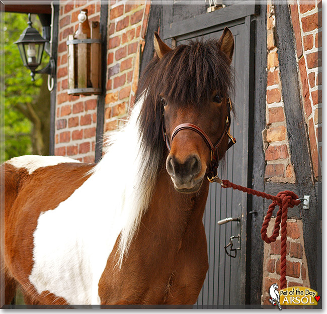 Ársól fra Stald Svea, the Pet of the Day Ársól fra Stald Svea, the Pet of the Day