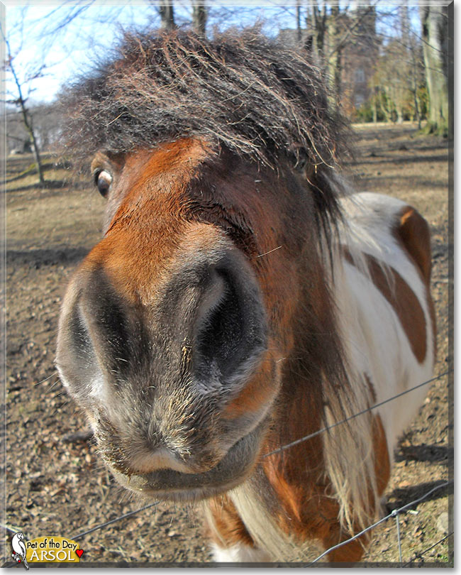 Ársól, the Pet of the Day Ársól, the Pet of the Day
