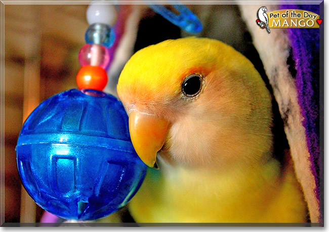 Mango, the Pet of the Day Mango, the Pet of the Day