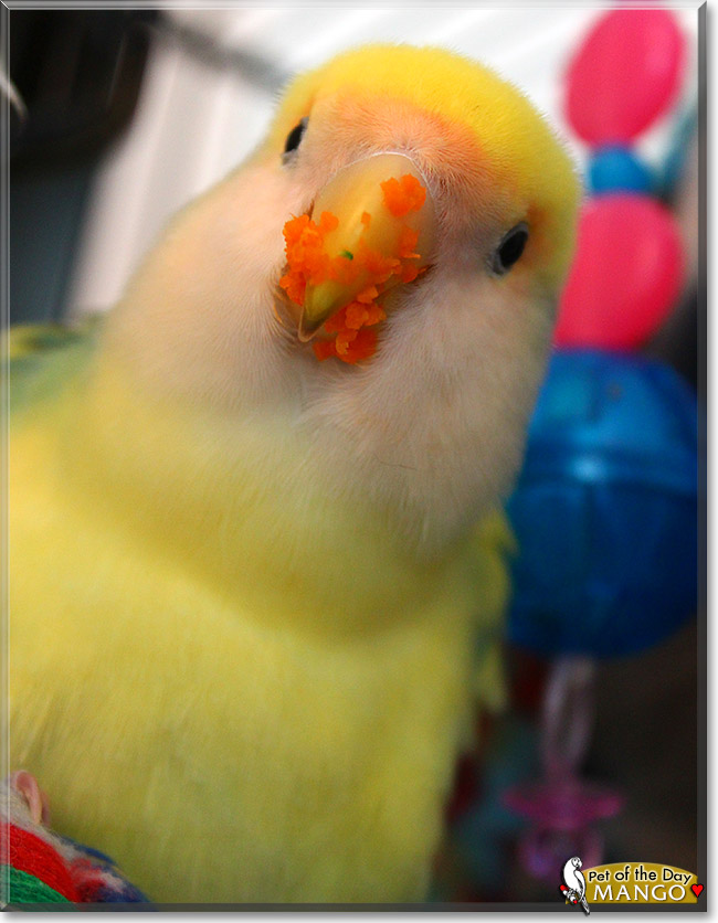 Mango, the Pet of the Day Mango, the Pet of the Day