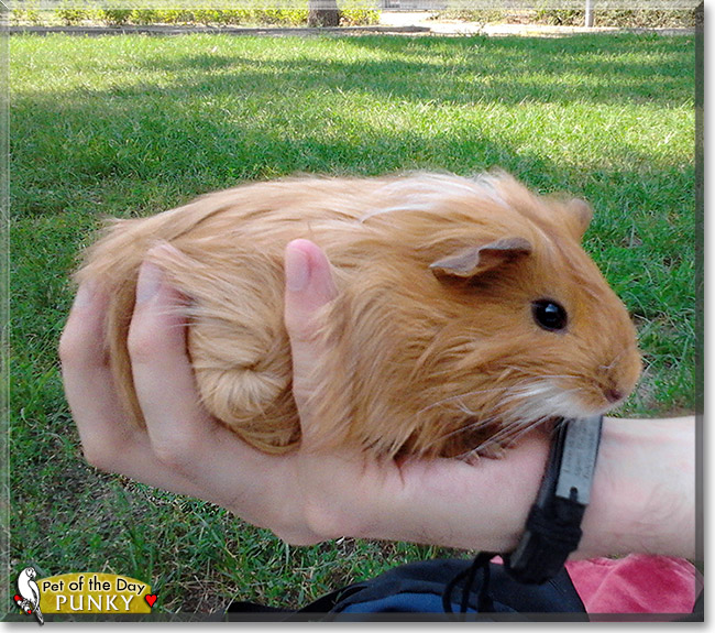 Punky, the Pet of the Day Punky, the Pet of the Day