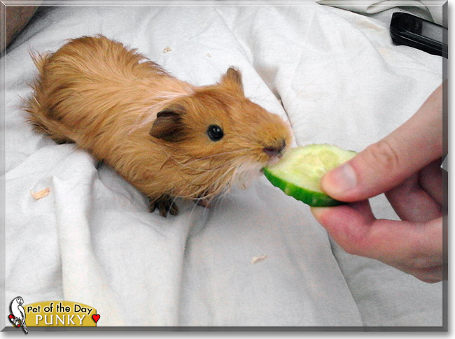 Punky, the Pet of the Day Punky, the Pet of the Day