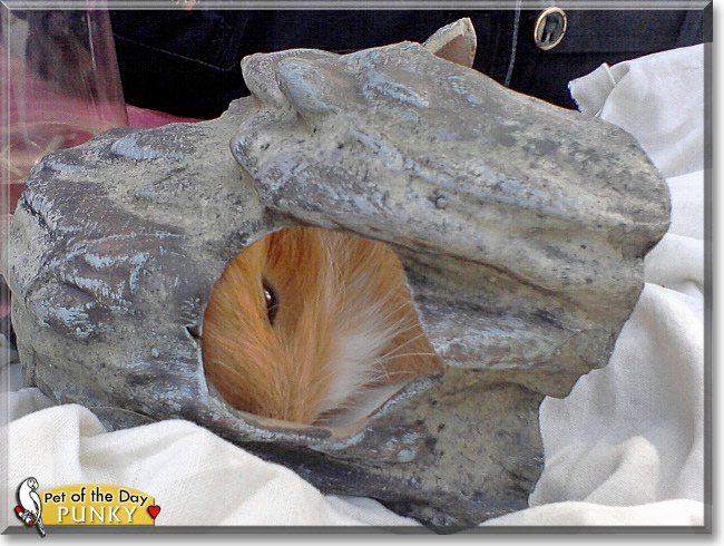 Punky, the Pet of the Day Punky, the Pet of the Day