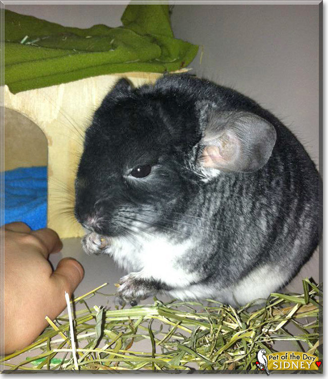 Sidney, the Pet of the Day
