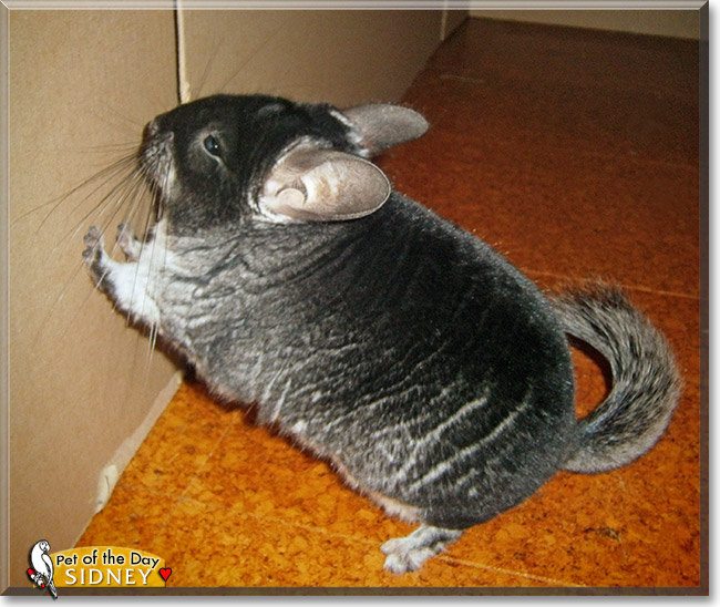 Sidney, the Pet of the Day Sidney, the Pet of the Day