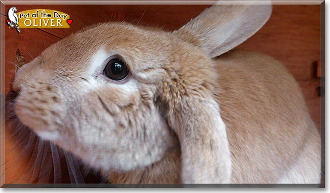 Oliver, the Pet of the Day Oliver, the Pet of the Day