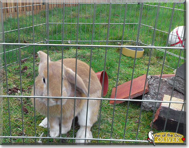 Oliver, the Pet of the Day Oliver, the Pet of the Day