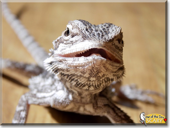 Scary, the Pet of the Day Scary, the Pet of the Day