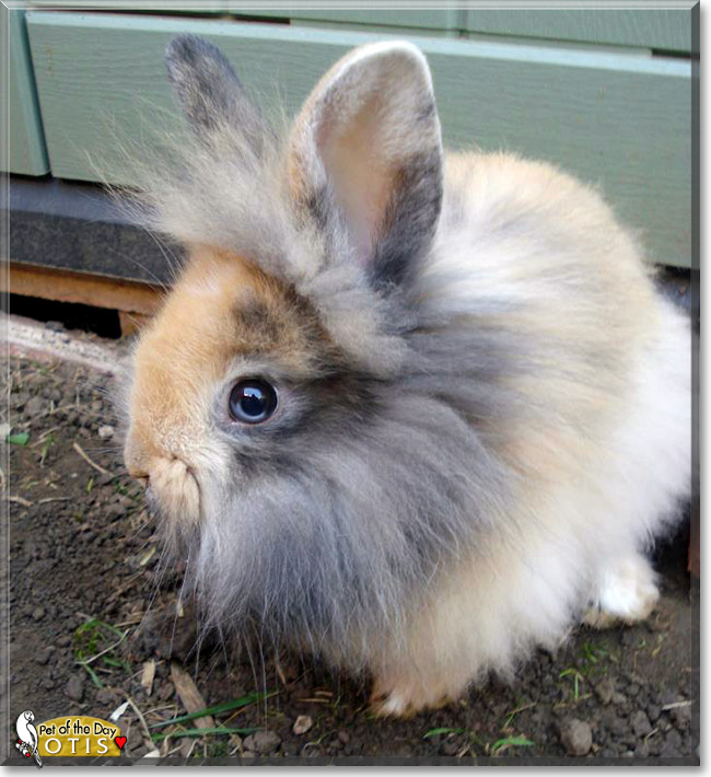 Otis, the Pet of the Day Otis, the Pet of the Day
