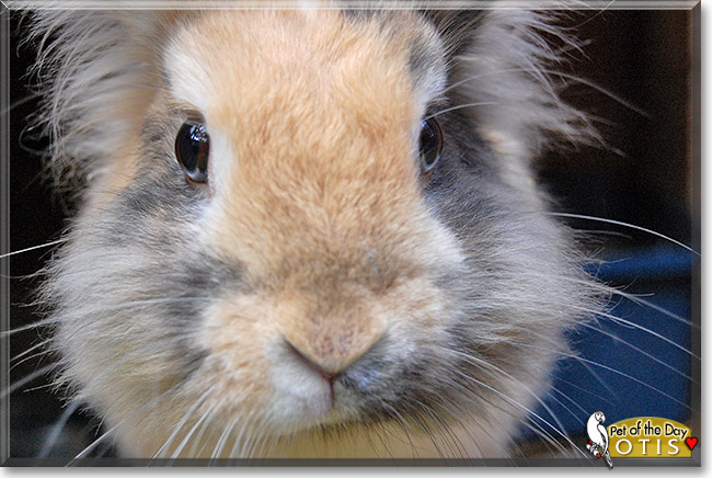 Otis, the Pet of the Day Otis, the Pet of the Day