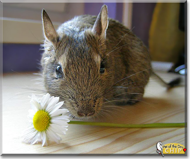 Chip, the Pet of the Day