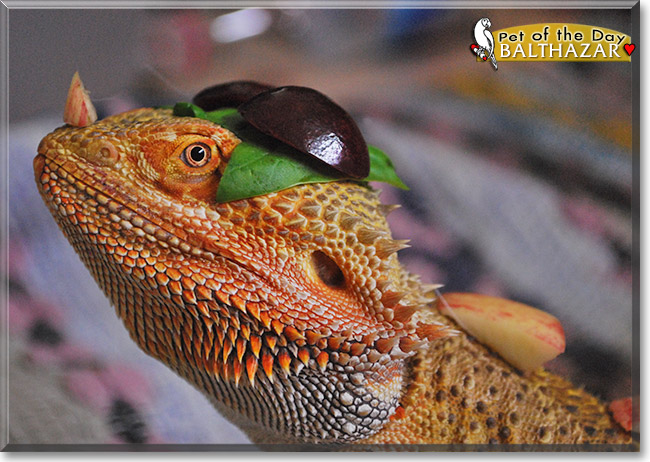 Balthazar, the Pet of the Day Balthazar, the Pet of the Day