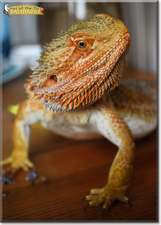 Balthazar, the Pet of the Day Balthazar, the Pet of the Day