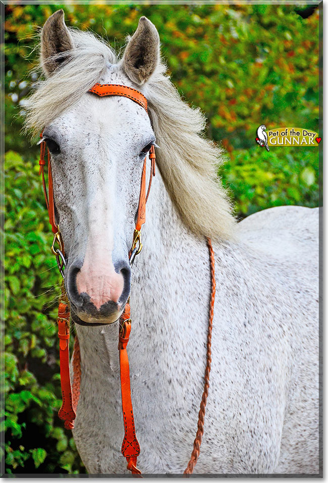 Gunnar, the Pet of the Day Gunnar, the Pet of the Day