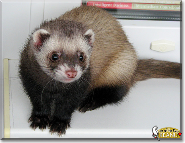 Keanu, the Pet of the Day Keanu, the Pet of the Day