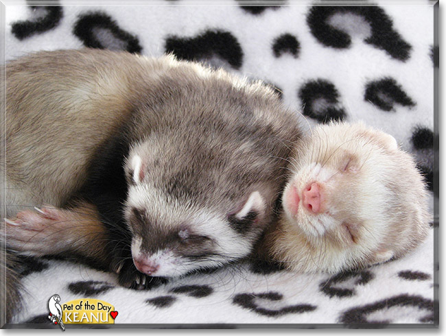 Keanu, the Pet of the Day Keanu, the Pet of the Day