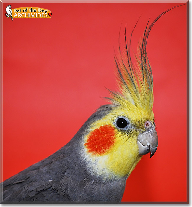 Archimedes, the Pet of the Day Archimedes, the Pet of the Day