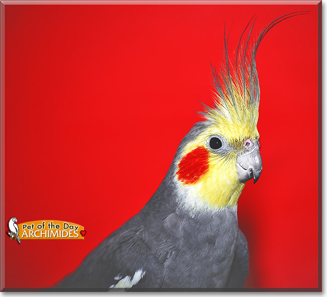 Keanu, the Pet of the Day Keanu, the Pet of the Day