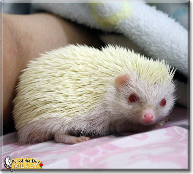 Milkiey, the Pet of the Day