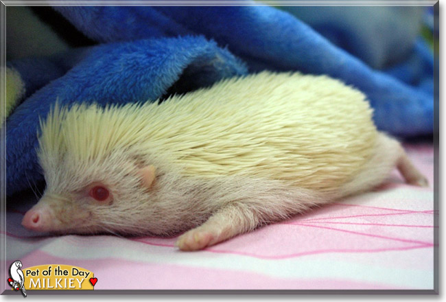 Milkiey, the Pet of the Day