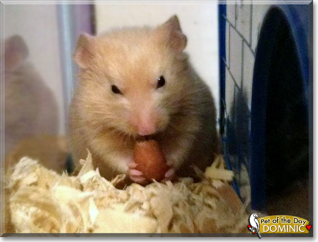 Dominic, the Pet of the Day Dominic, the Pet of the Day