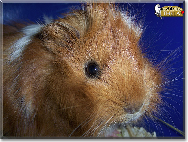 Thela, the Pet of the Day