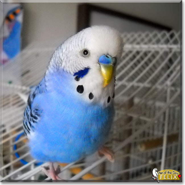 Felix, the Pet of the Day Felix, the Pet of the Day