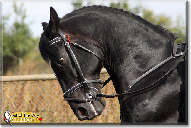 Celedon, the Pet of the Day