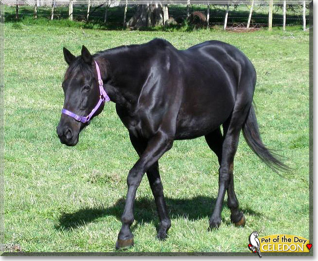 Celedon, the Pet of the Day Celedon, the Pet of the Day