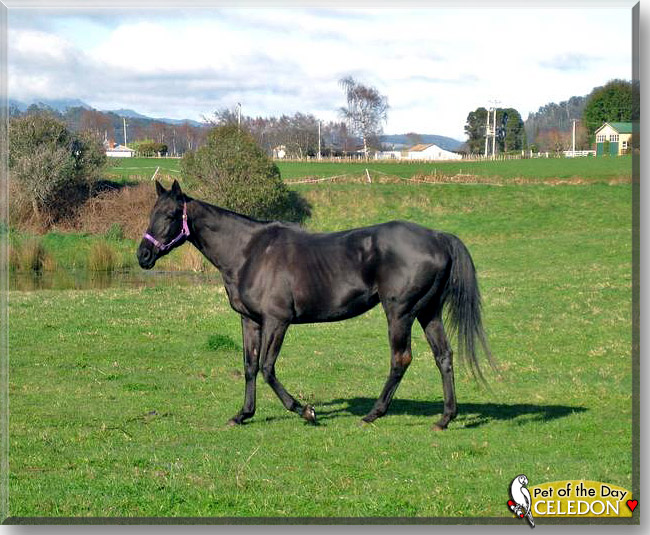 Celedon, the Pet of the Day Celedon, the Pet of the Day