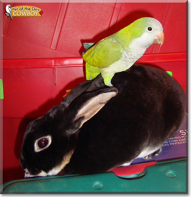 Cowboy, the Pet of the Day Cowboy, the Pet of the Day