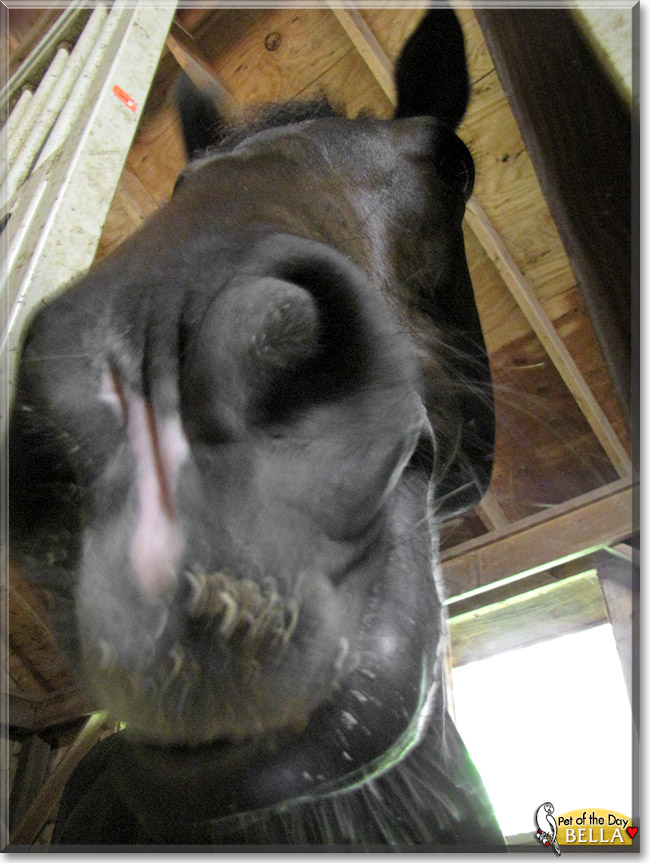 Bella, the Pet of the Day Bella, the Pet of the Day