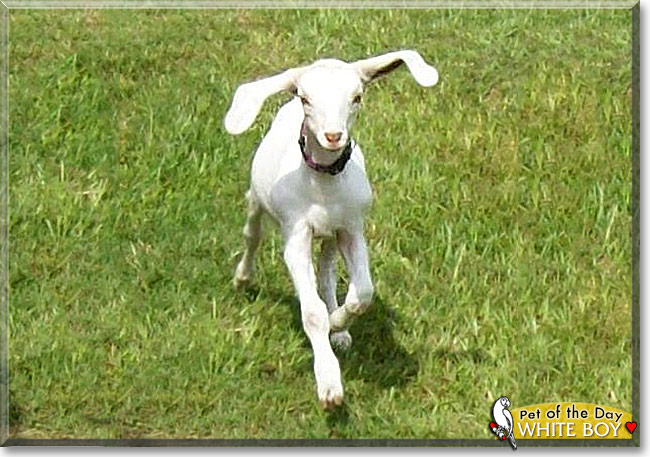 White Boy, the Pet of the Day White Boy, the Pet of the Day