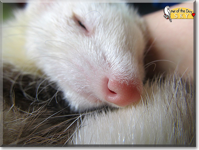 Sky, the Pet of the Day Sky, the Pet of the Day
