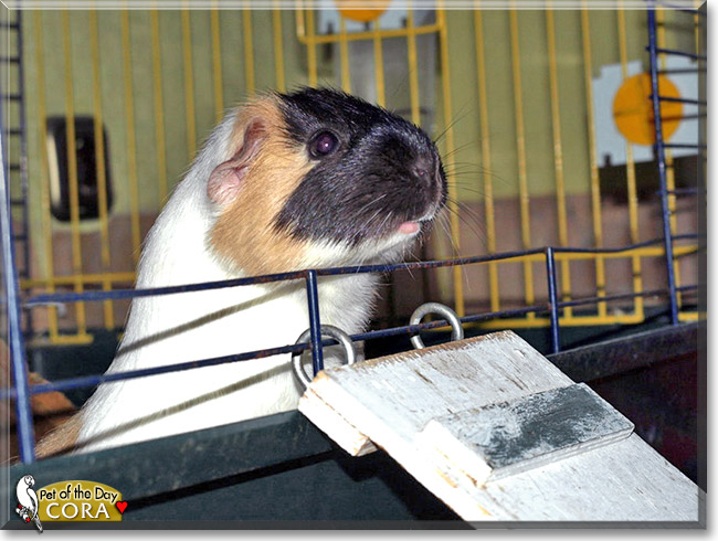 Cora, the Pet of the Day Cora, the Pet of the Day
