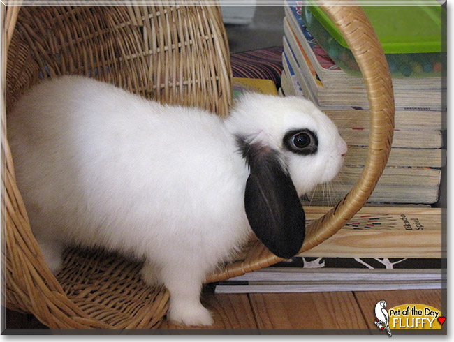 Fluffy, the Pet of the Day Fluffy, the Pet of the Day